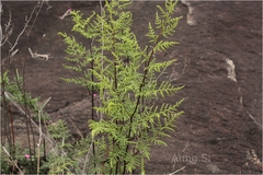 Oeosporangium tenuifolium